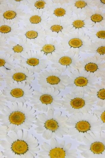 Цветы обезвоженные съедобные ромашки, 10 шт